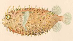 FMIB 38160 Chilomycterus antennatus (Cuvier).jpeg