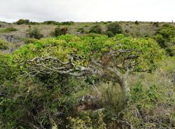 Gastonia rodriguesiana - Anse Quitor Nature Reserve 1.jpg