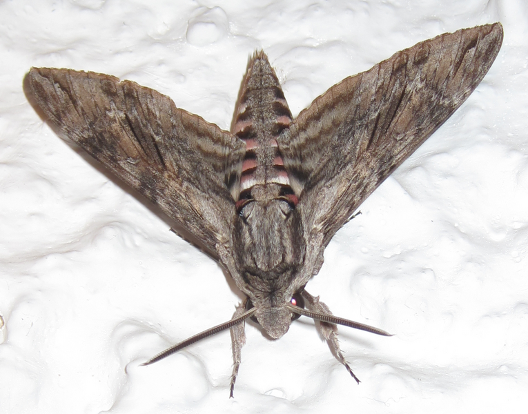 File:Giant grey moth.png