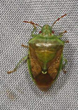Green Stink Bug - Banasa calva, McKee Beshers WMA, Poolesville, Maryland.jpg
