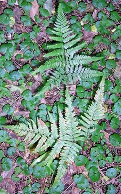 Ground Fern Monterey NSW.jpg