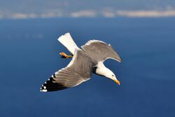 Gull of Gibraltar (8483055557).jpg