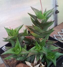 Haworthia pungens - haworthiopsis.jpg