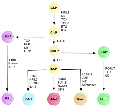 A flow diagram of the different development pathways for the 5 subsets of ILC cell, starting from the common lymphoid progenitor, including the different transcription factors they each require for development