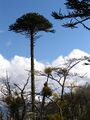 IMG 6492 monkey puzzle.JPG