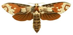 Illustrations of Exotic Entomology Hepialus Crassus.jpg