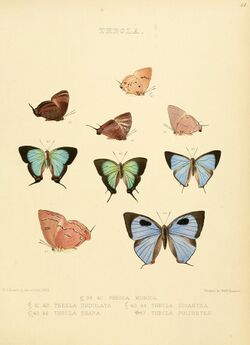 Illustrations of diurnal Lepidoptera 32.jpg