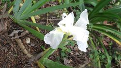 Iris kashmiriana-1-bsi-yercaud-salem-India.JPG