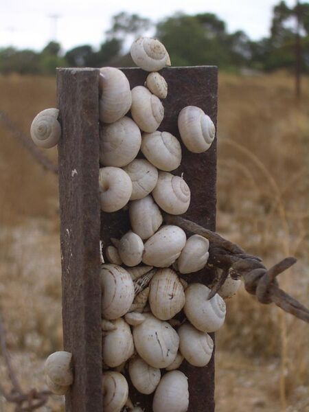 File:Kadina-snails-climb-fence-0717.jpg