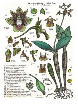 LR019 72dpi Dendrobium bifalce.jpg