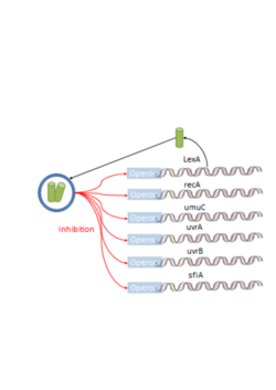 Lambda phage LexA inihibition.svg