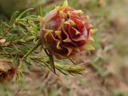 Leucadendron laxum 62180218.jpg