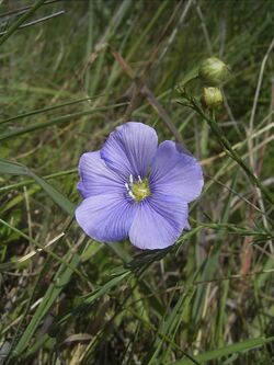 Linum austriacum flora2.jpg