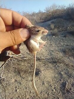 Little Desert Pocket Mouse imported from iNaturalist photo 187495659 on 18 April 2022.jpg