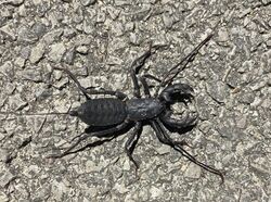 Liuzhou Whip Scorpion.jpg
