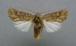 Luperina nickerlii.jpg