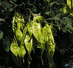 Lysiloma candidum pods (27549129242).jpg