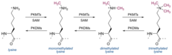 Lysine methylation.svg