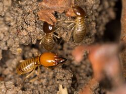 Macrotermes bellicosus minor soldier.jpg