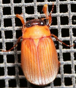 May Beetle - Nipponoserica peregrina, Merrimac Farm Wildlife Management Area, Aden, Virginia.jpg