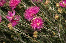 Melaleuca hollidayi.jpg