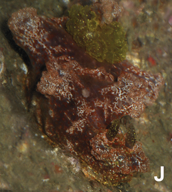 Miamira moloch (10.11646-zootaxa.4359.1.1) Figure 11 (cropped).png