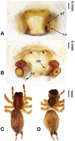 Mistaria zorica (10.3897-afrinvertebr.59.26617) Figure 4.jpg