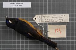 Naturalis Biodiversity Center - RMNH.AVES.10335 - Niltava sumatrana Salvadori, 1879 - Muscicapidae - bird skin specimen.jpeg