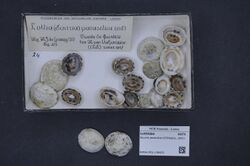 Naturalis Biodiversity Center - RMNH.MOL.136423 - Scurria parasitica (d'Orbigny, 1841) - Lottiidae - Mollusc shell.jpeg
