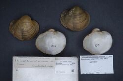 Naturalis Biodiversity Center - RMNH.MOL.327113 - Epioblasma sampsonii (Lea, 1862) - Unionidae - Mollusc shell.jpeg