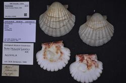 Naturalis Biodiversity Center - ZMA.MOLL.416908 1 - Pecten fumatus Reeve, 1852 - Pectinidae - Mollusc shell.jpeg