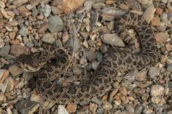 Four-day-old Huamantlan rattlesnake