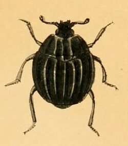 Onthophilus sulcatus - British beetles (Plate X) .jpg