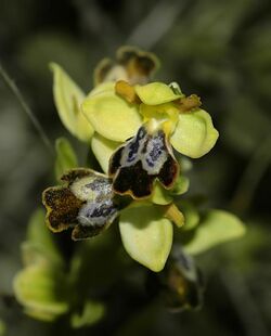 Ophrys lupercalis 3.jpg