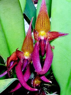 Orchidaceae Bulbophyllum levanae 1 - cropped.jpg