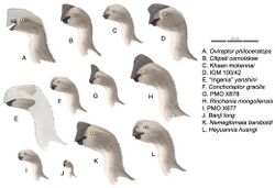 Oviraptorinaeprofiles.jpg