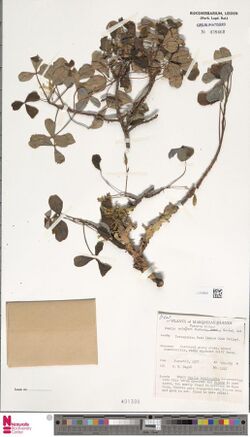 Oxalis schaeferi Knuth 2514219508.jpg