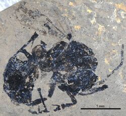 Pachycondyla petiolosa holotype SMFMEI1893.jpg