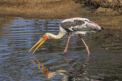 Painted stork (Mycteria leucocephala) catching fish 1 of 3.jpg