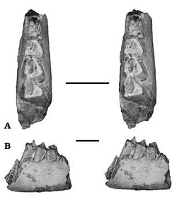 Palaeohypsodontus zinensis.jpg