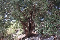 Palestine oak (Quercus calliprinos).jpg
