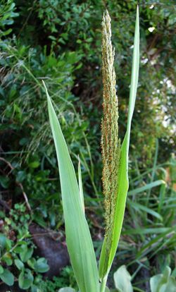 Panicum niihauense (5249464569).jpg