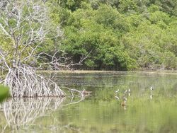 A tropical salt pond surrounded by mangrove trees. Birds are in the pond.