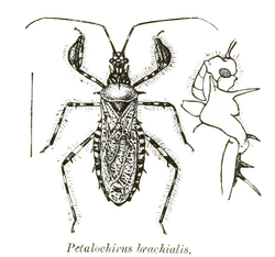 Petalochirus brachialis fbi.png