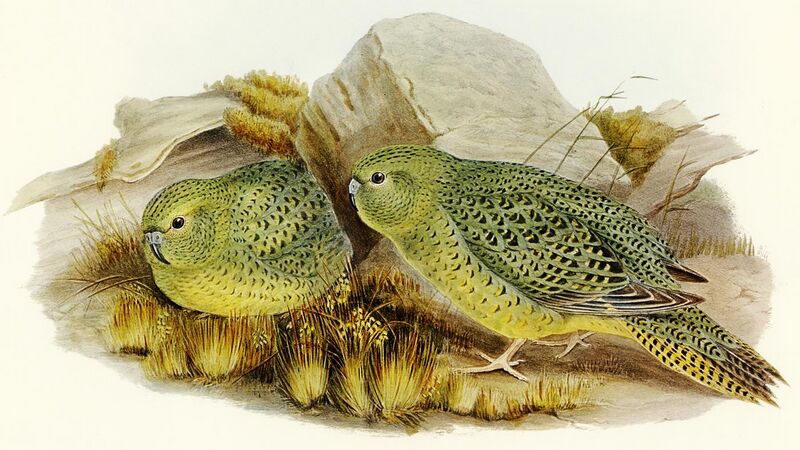 File:Pezoporus occidentalis Bird illustration by Elizabeth Gould for Birds of Australia, digitally enhanced from rawpixel's own facsimile book666.jpg