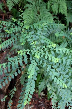 Phyllanthus gunnii Gulaga.jpg