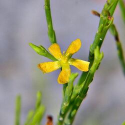 Pineweed (Orange grass) (5750568407).jpg