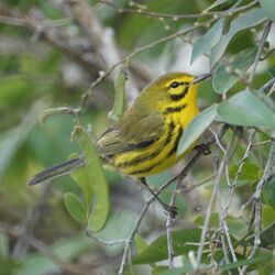 Prairie Warbler (5270341151).jpg