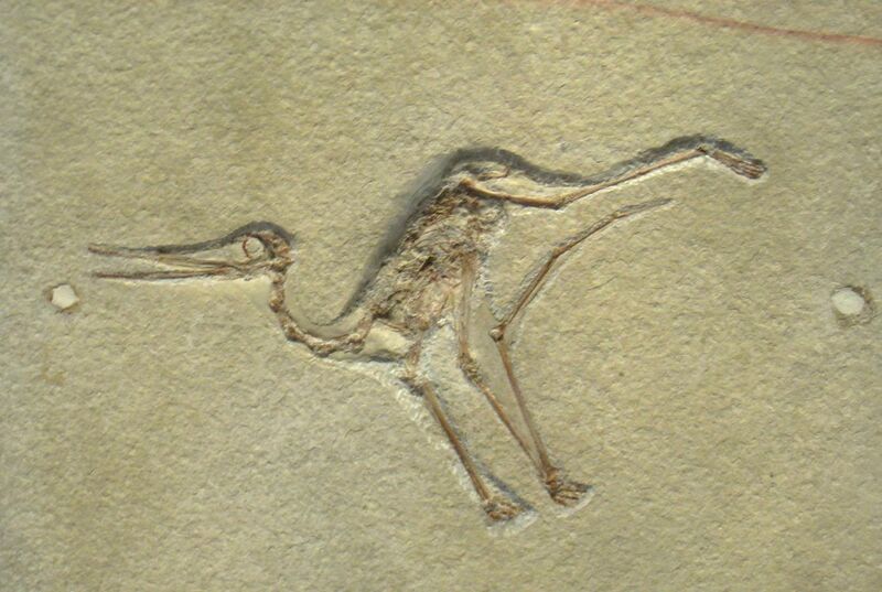 File:Pterodactylus micronyx - IMG 0677.jpg