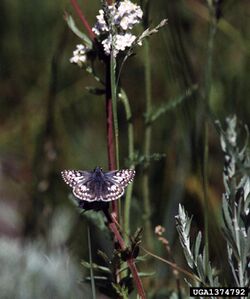 Pyrgus ruralis 1374792.jpg